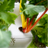 Lettuce Grow Logo