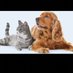 Banfield Pet Hospital company logo