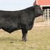 Valley Oaks Angus company logo