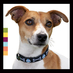 FetchDog company logo