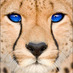 RockCheetah company logo