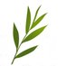 Red Oak Recovery company logo
